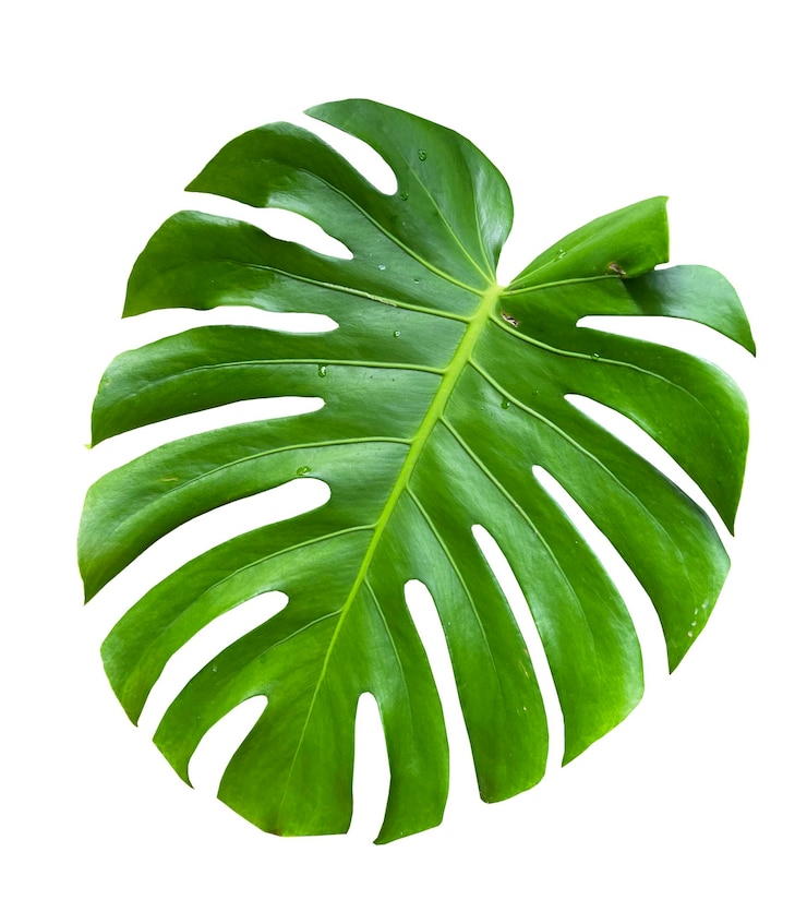Foto sommerkonzept tropische monstera-blätter auf weißem hintergrund png-datei
