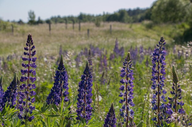 Sommerlandlandschaft