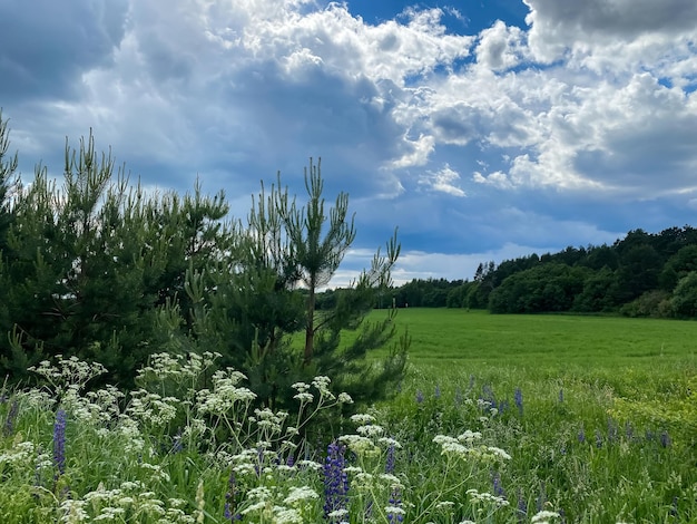 Sommerlandlandschaft