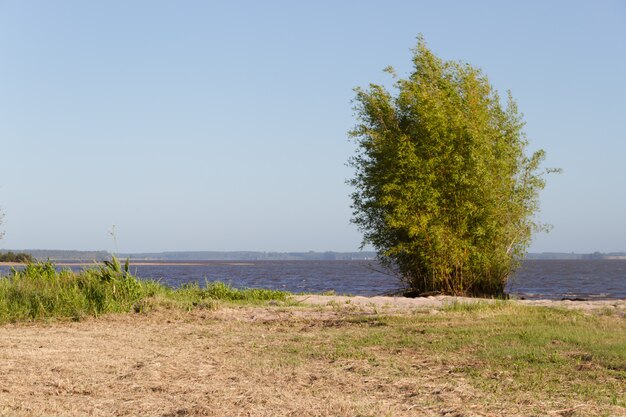 Sommerlandschaft am Ufer des Flusses