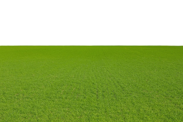 Foto sommerlandschaft feld mit grünem gras und horizont texturierte sonnenuntergang himmel sonne