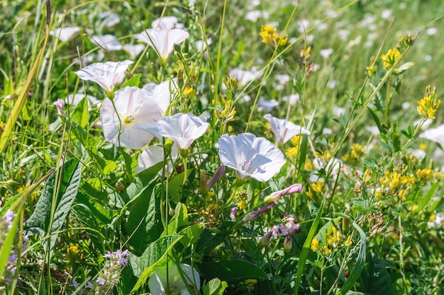 Sommerlandschaft Feldwinde Wiesenrang und andere Wildblumen Als natürlicher Blumenhintergrund