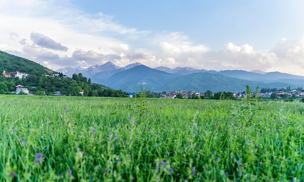 Sommerlandschaft, grünes Feld und Berge