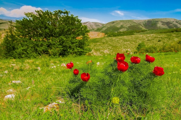 Sommerlandschaft, Hügel und Wiese mit grünem Gras, übersät mit roten Mohnblumen und Löwenzahn