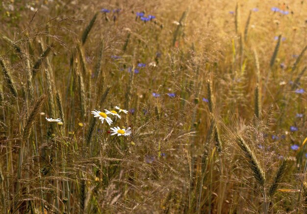 Sommerlandschaft im Hintergrund mit Weizenkorn, Sommerblumen, die mit dem Abendsonnenlicht gefüllt sind