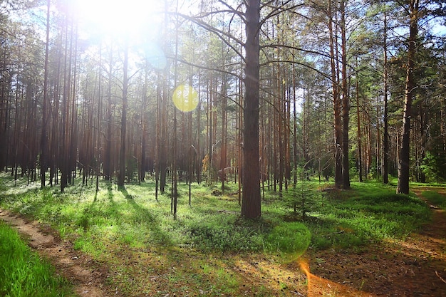 sommerlandschaft im waldhintergrund panorama natur sommersaison landschaft bäume