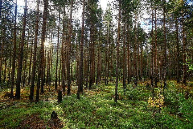 sommerlandschaft im waldhintergrund panorama natur sommersaison landschaft bäume