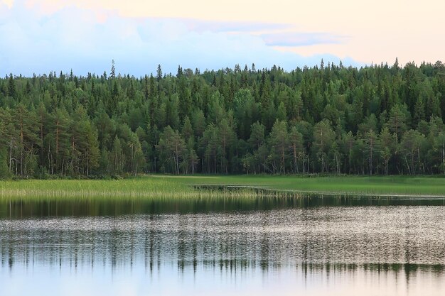 sommerlandschaft im waldhintergrund panorama natur sommersaison landschaft bäume