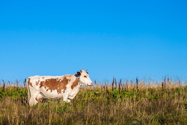 Sommerlandschaft in den Karpaten mit Kuh, die auf frischen grünen Bergweiden weidet