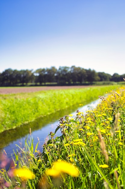 Sommerlandschaft in den Niederlanden mit grüner Wiese und ruhigem Strom
