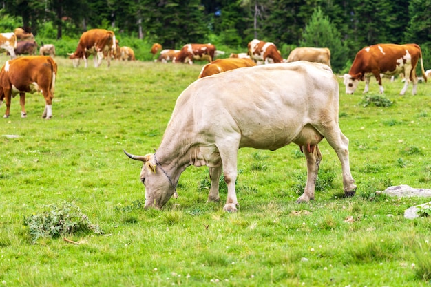 Sommerlandschaft in der Provinz Artvin mit Kühen, die auf frischem grünem Berg grasen.