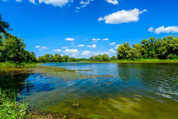 Sommerlandschaft mit den grünen Bäumen und dem Fluss