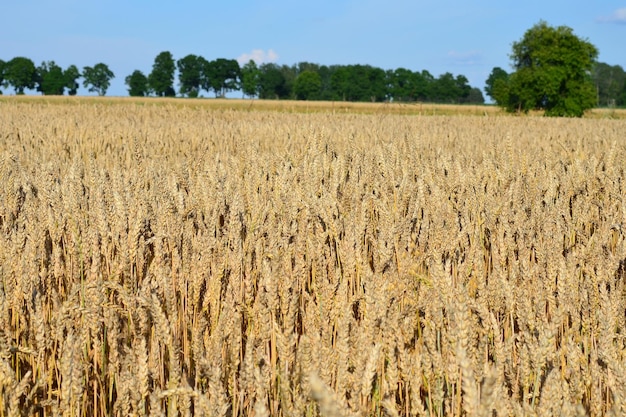 sommerlandschaft mit einem feld von reifem weizen auf dem land