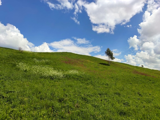 Sommerlandschaft mit einer Birke auf einem Hügel