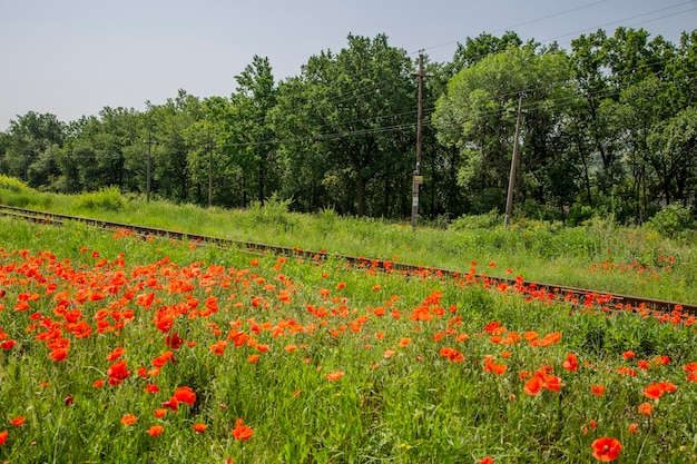 Sommerlandschaft mit Eisenbahn und roten Mohnblumen