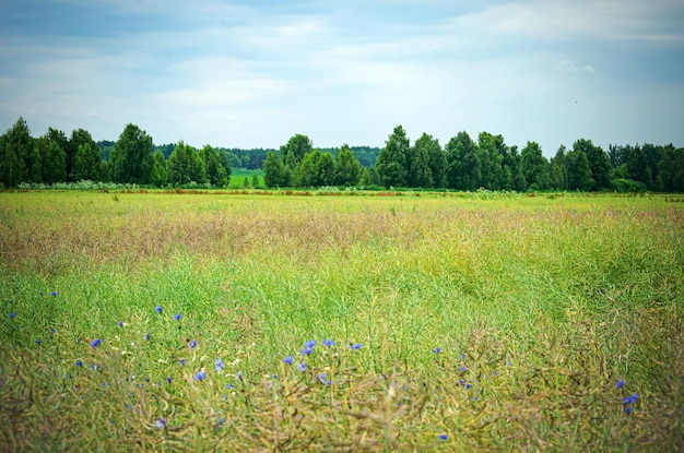 Sommerlandschaft mit Feldwald und Himmel