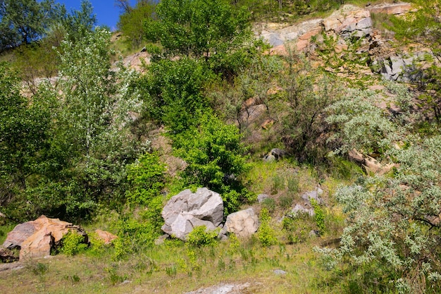 Sommerlandschaft mit Felsen und Bäumen