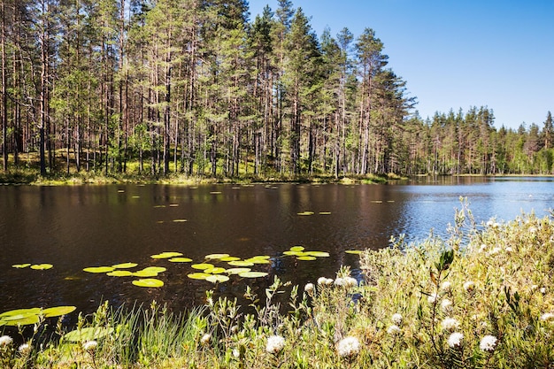 Sommerlandschaft mit Fluss und Wald