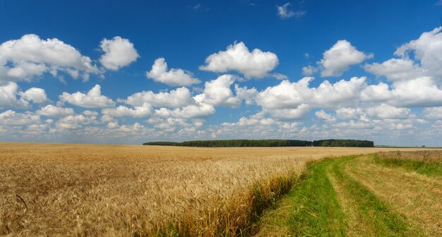 Sommerlandschaft mit goldenem Weizenfeld, Straße, Wäldern und weißen Wolken