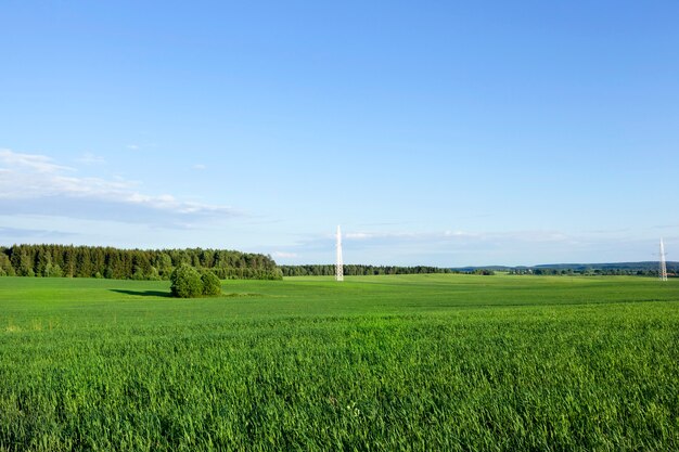 Sommerlandschaft mit Gras auf einem landwirtschaftlichen Feld, einem blauen Himmel bei sonnigem Wetter und Hochspannungs-Strommasten