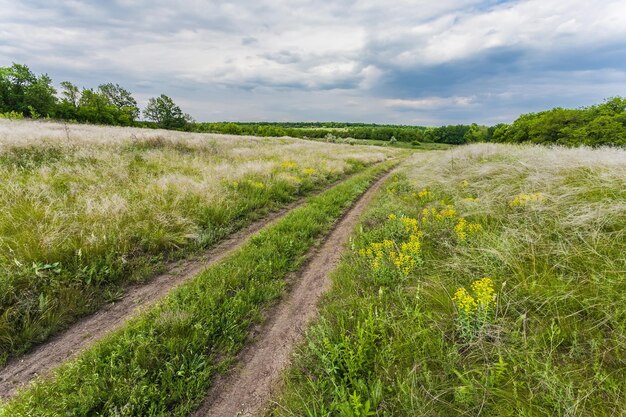 Sommerlandschaft mit grünem Gras