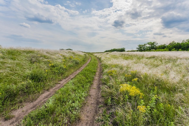 Sommerlandschaft mit grünem Gras