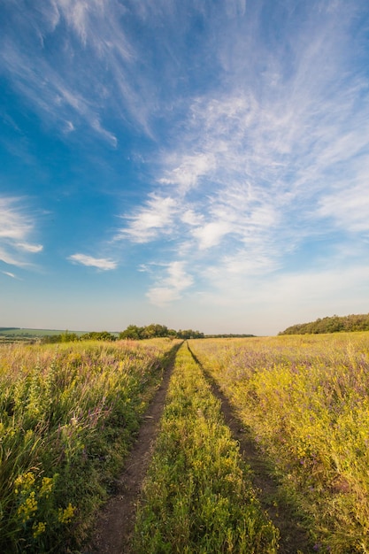 Sommerlandschaft mit grünem Gras