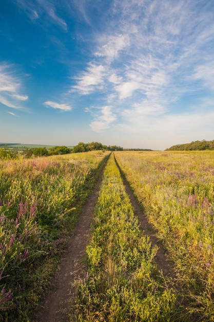 Sommerlandschaft mit grünem Gras