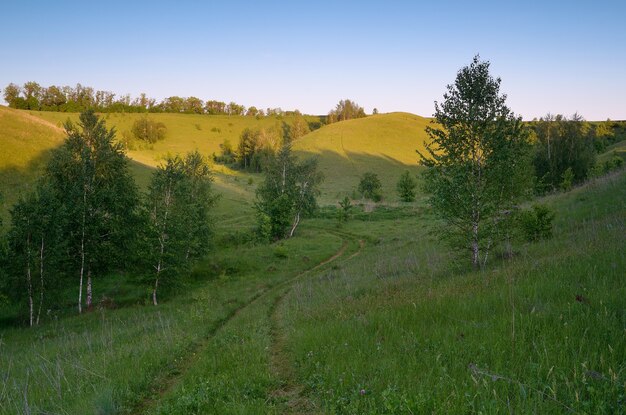 Sommerlandschaft mit grünen Hügeln und Birkenwald