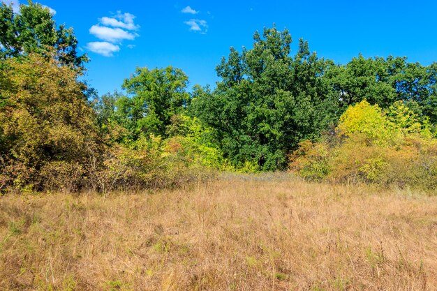 Sommerlandschaft mit grüner Baumwiese und blauem Himmel