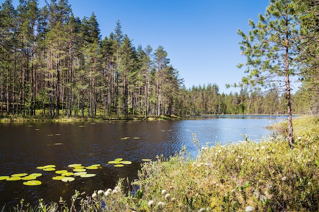 Sommerlandschaft mit kleinem Waldsee