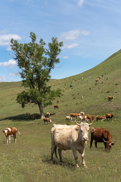 Sommerlandschaft mit Kühen, die auf frischen grünen Bergweiden grasen Schmutzige weiße und braune Kühe grasen auf einer Wiese in den Bergen Rinder auf der Weide