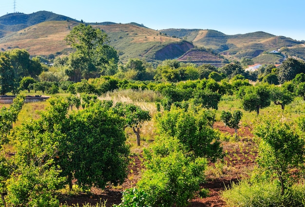 Sommerlandschaft mit Orangenbäumen. Potugal (zwischen Lissabon und Algarve).