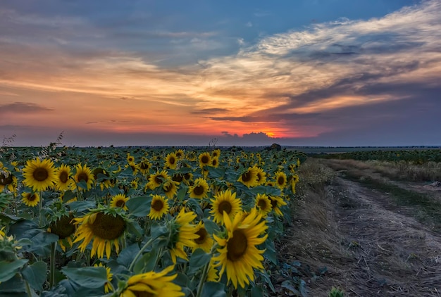 Sommerlandschaft mit Sonnenblumenfeld und unbefestigter Straße. Ländliche Landschaft mit leerer Straße in der Nähe von Sonnenblumenfeldern bei Sonnenuntergang