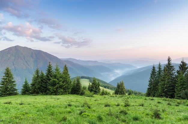 Sommerlandschaft mit Tannenwald in den Bergen