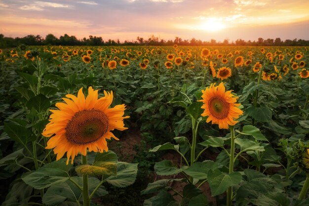 Sommerlandschaft: Schönheitssonnenuntergang über Sonnenblumenfeld