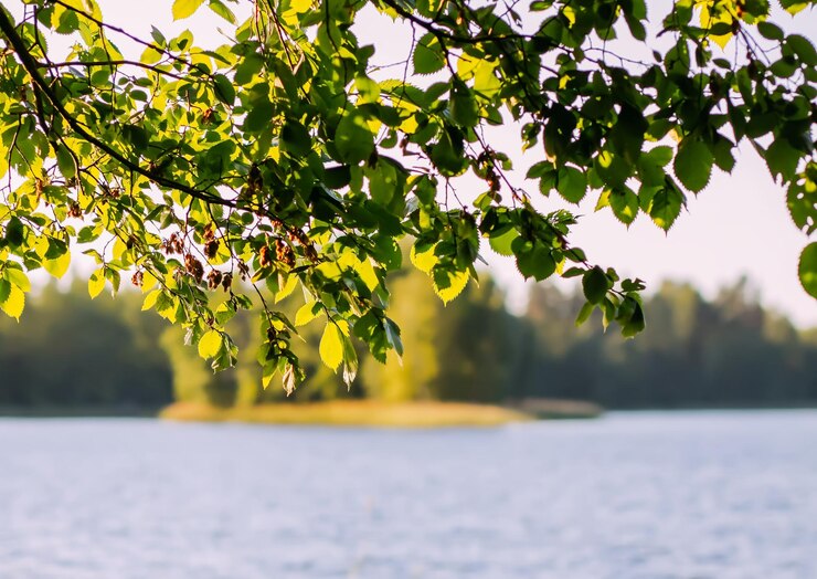 Foto sommerlandschaft szenische ansicht wilder see