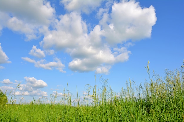 Foto sommerlandschaft