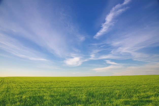 Sommerlandschaftsfeld mit grünem Gras und Horizont