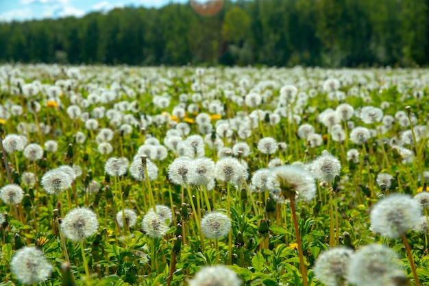 Sommerlandschaftswiese von Löwenzahn