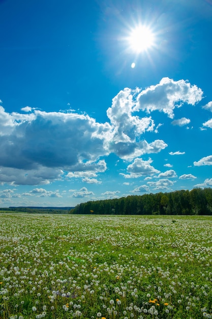 Sommerlandschaftswiese von Löwenzahn