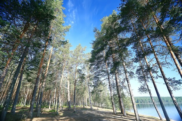 sommerliche waldlandschaft