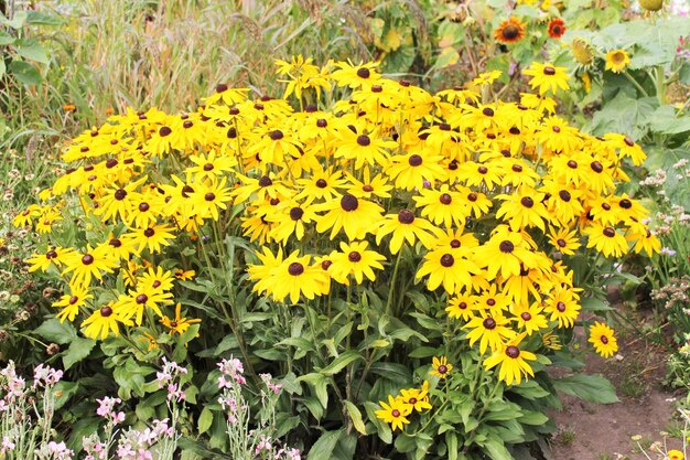 Sommerlichtung von gelben Blumen Naturhintergrund