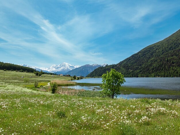 Sommerlöwenzahnwiese Italien