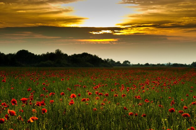 Sommermohnfeld bei Sonnenuntergang