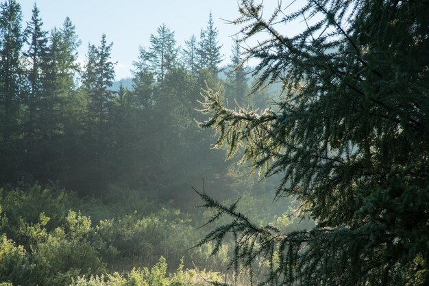 Sommermorgen im Wald, selektiver Fokus