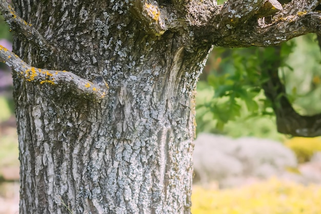 Sommernaturhintergrund Baum im Park