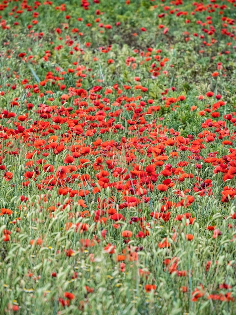 Sommernaturhintergrund mit bunten Blumen Sommerblühende Wiese mit roten Mohnblumen