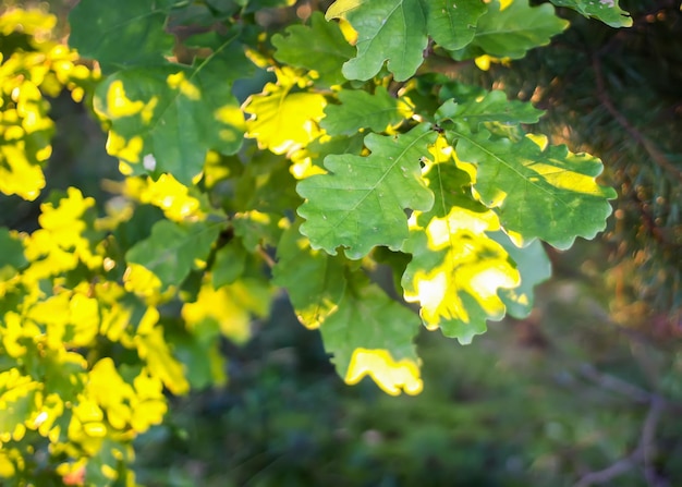 Sommernaturhintergrund. Äste mit grünen Blättern im Sonnenlicht.