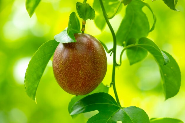 Sommerobstgarten reife Passionsfrucht süß lila